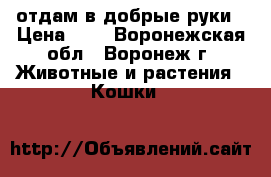 отдам в добрые руки › Цена ­ 1 - Воронежская обл., Воронеж г. Животные и растения » Кошки   